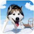 阿拉斯加雪橇模拟器 V1.0.4