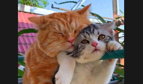 A次元壁纸APP无广告高清版