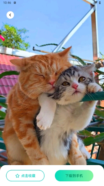 A次元壁纸APP无广告高清版