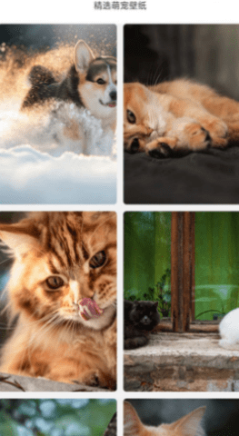 万能宝宠物 V1.0截图4