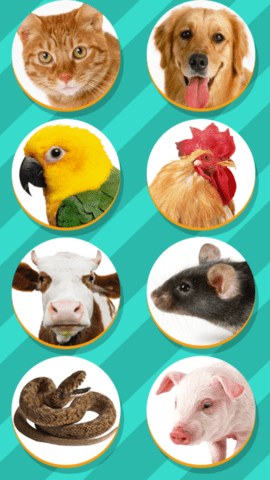 pet translator V1.1截图2