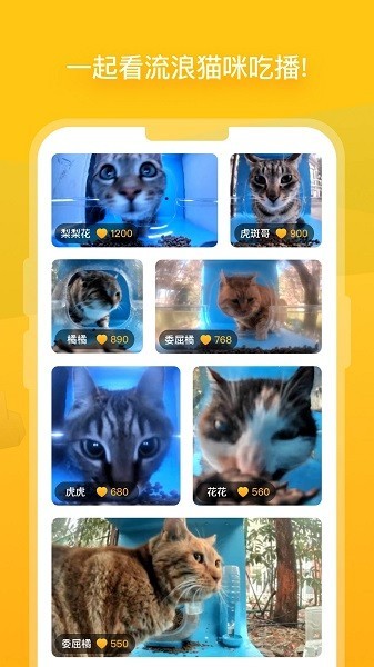 哈啰街猫 V2.3.1截图1
