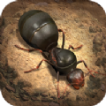 超能蚁团游戏官方安卓版  V1.31.1