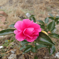 春盈直播电视盒子版 V2024