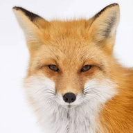 狐妖TV内置接口版 V6.2.1