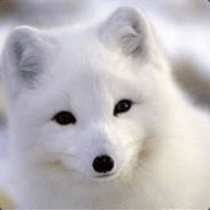 白狐TV盒子版 V1.0.1