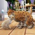猫咪想恋爱游戏安卓下载安装  V300.1.0.3018